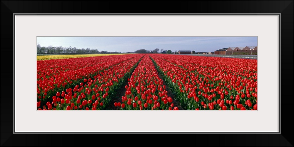 Tulips Egmond Netherlands