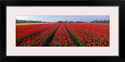 Tulips Egmond Netherlands