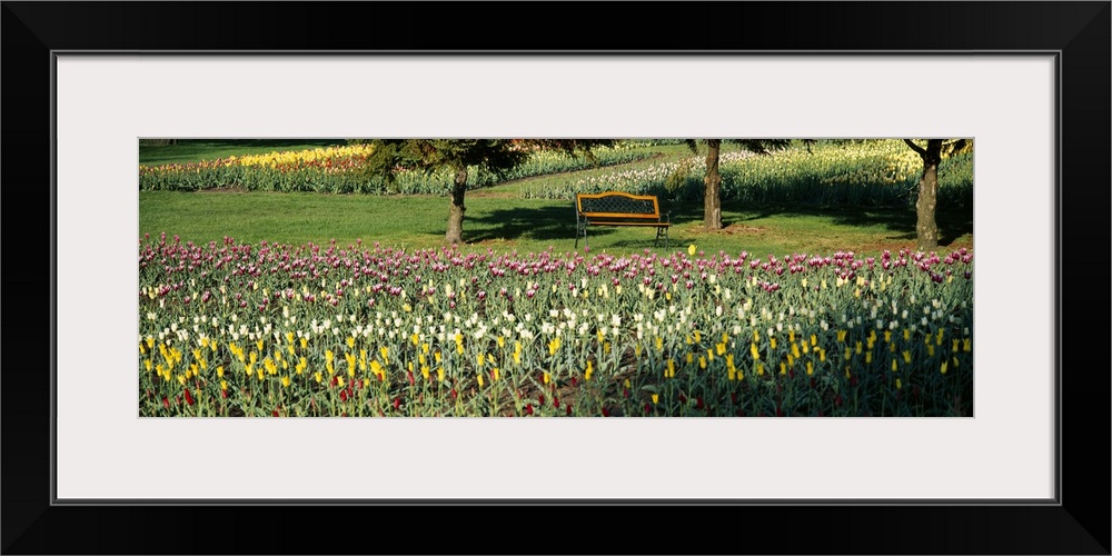 Tulips in a field, Grand Rapids, Michigan