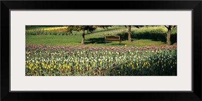 Tulips in a field, Grand Rapids, Michigan