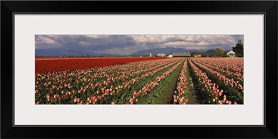 Tulips in a field, Skagit Valley, Washington State