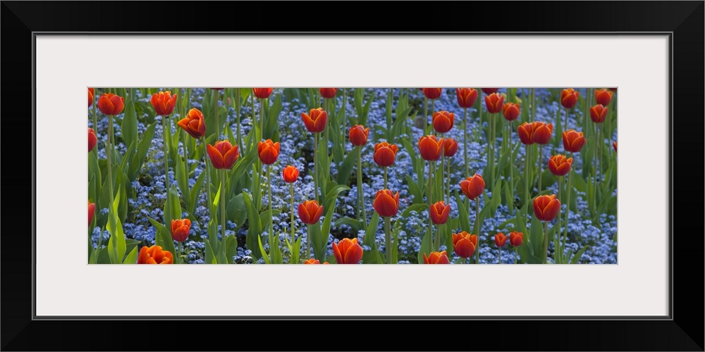 Panoramic picture taken of a field of flowers. Small blue flowers grow underneath the tall tulips.