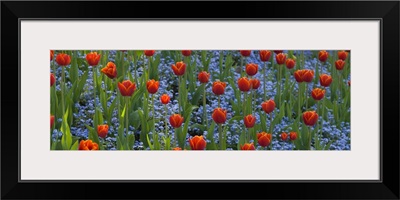 Tulips in a garden, Butchart Gardens, Victoria, Vancouver Island, British Columbia, Canada