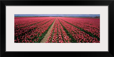 Tulips near Alkmaar Netherlands