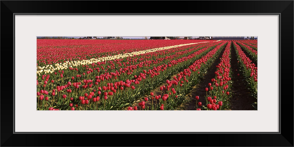 Tulips WA