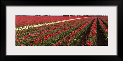 Tulips WA