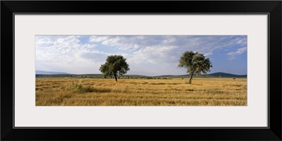 Turkey, Central Anatolia, wheat feild