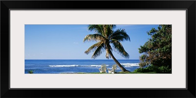 Two adirondack chairs near a palm tree, Oahu, Hawaii