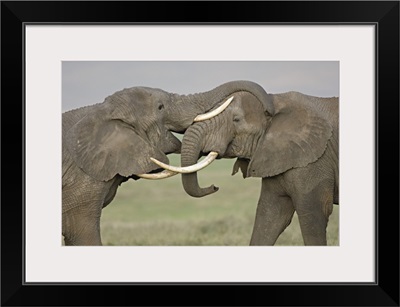 Two African elephants fighting in a field, Ngorongoro Crater, Arusha Region, Tanzania (Loxodonta africana)