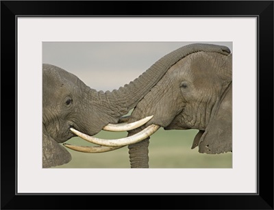 Two African elephants fighting in a field, Ngorongoro Crater, Arusha Region, Tanzania (Loxodonta africana)