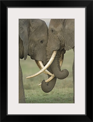 Two African elephants fighting in a field, Ngorongoro Crater, Arusha Region, Tanzania (Loxodonta africana)