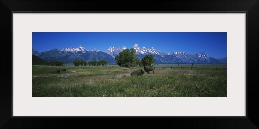 Two buffalos on a field, Grand Teton National Park, Wyoming