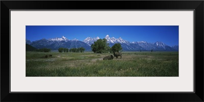 Two buffalos on a field, Grand Teton National Park, Wyoming