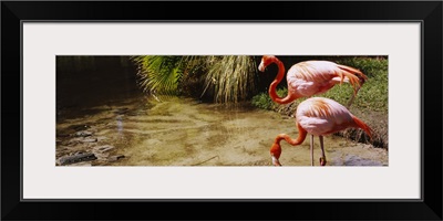 Two flamingos by a pond, Jungle Gardens, Sarasota, Florida