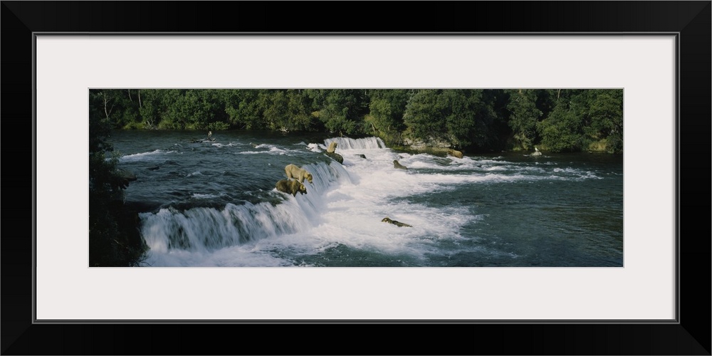 Two grizzly bears hunting in the river, Brook Falls, Katmai National Park and Preserve, Alaska