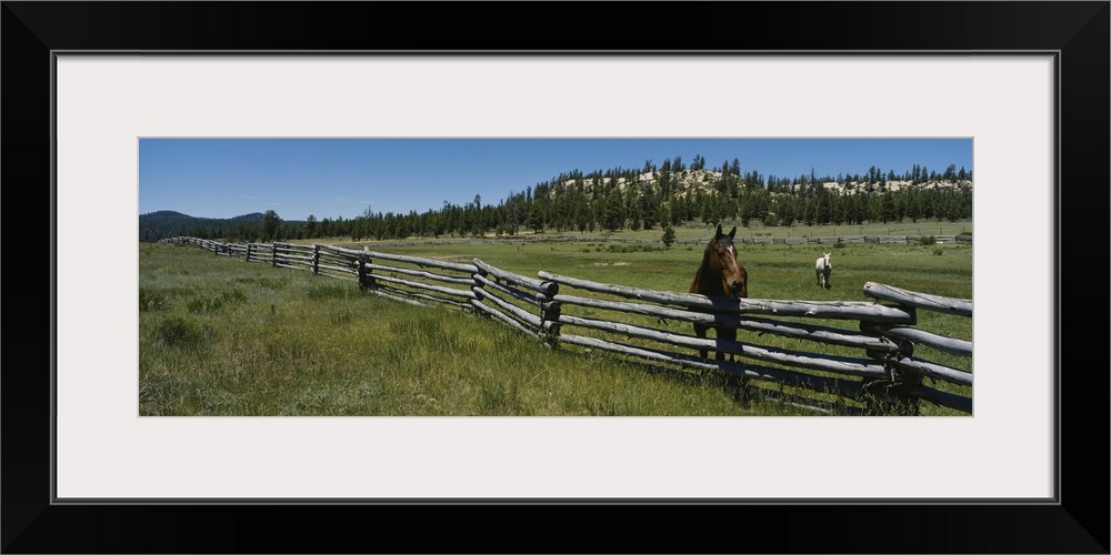 Two horses in a field, Arizona