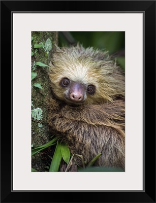 Two-Toed Sloth, Tortuguero, Costa Rica