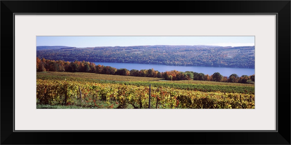 Grape Vineyards on Keuka Lake, Finger Lakes Region, New York