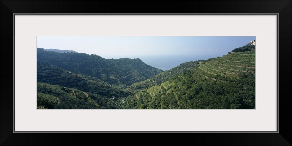 Vines in terraced fields, Riomaggiore, Cinque Terre, La Spezia Province, Liguria, Italy