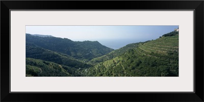 Vines in terraced fields, Riomaggiore, Cinque Terre, La Spezia Province, Liguria, Italy