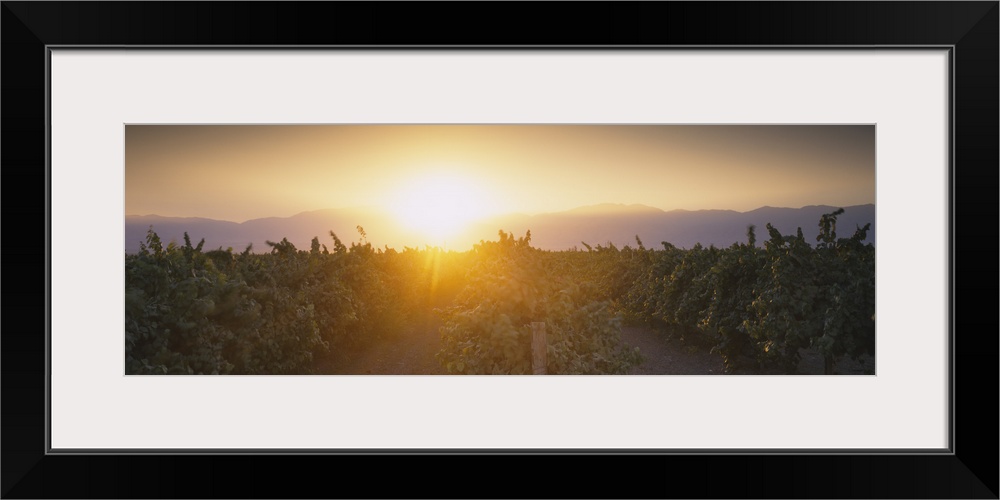 Vineyard at sunrise, Kern County, California