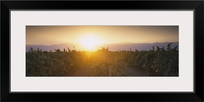 Vineyard at sunrise, Kern County, California