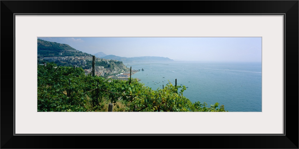 Vineyard at the coast, Marina Di Vietri, Amalfi Coast, Campania, Italy