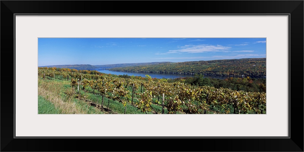 Vineyard at the lakeside, Keuka Lake, Finger Lakes, New York State