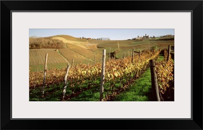Vineyard Barolo Wine District Peimont Italy