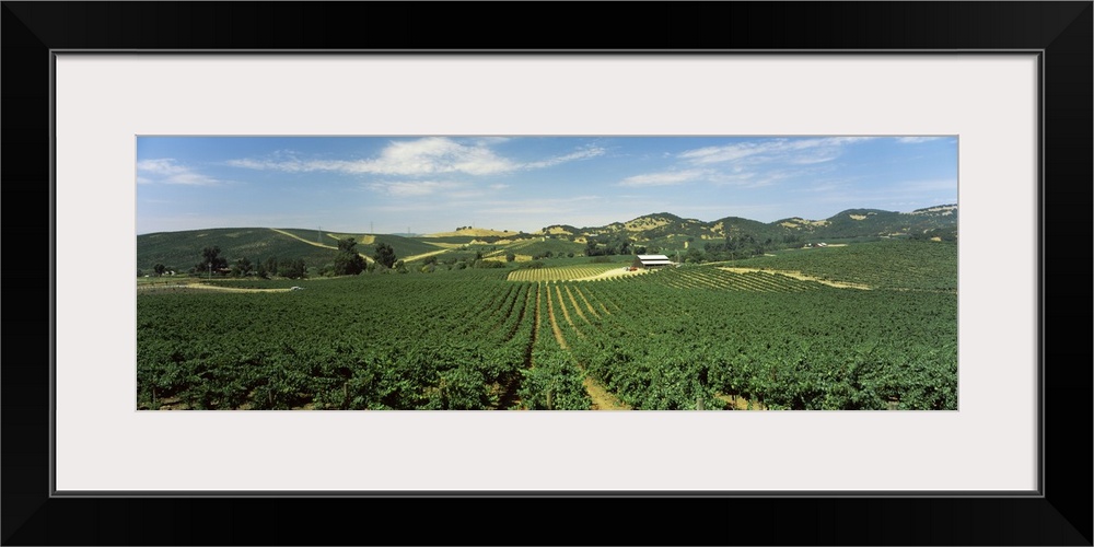 Vineyard, Carneros District, Napa Valley, Napa County, California