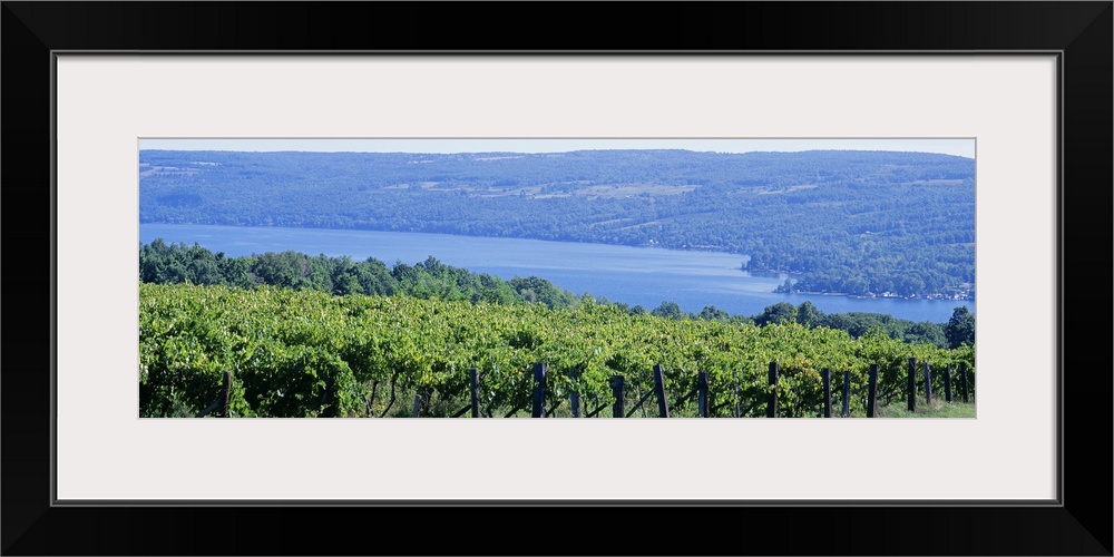 Vineyard Finger Lakes Region NY