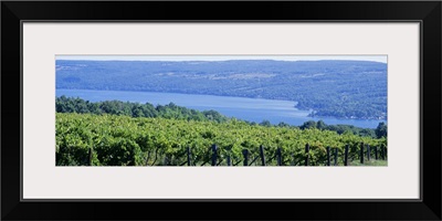 Vineyard Finger Lakes Region NY