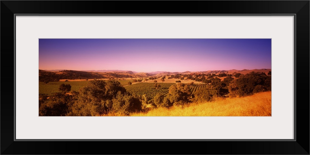 Vineyard, Firestone Vineyard, Los Olivos, Santa Ynez Valley, Santa Barbara County, California