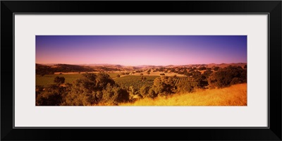 Vineyard, Firestone Vineyard, Los Olivos, Santa Ynez Valley, Santa Barbara County, California