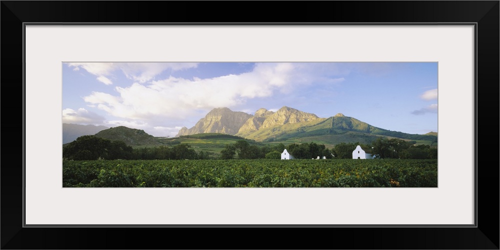 Vineyard in front of mountains, Babylons Torren Wine Estates, Paarl, Western Cape, Cape Town, South Africa