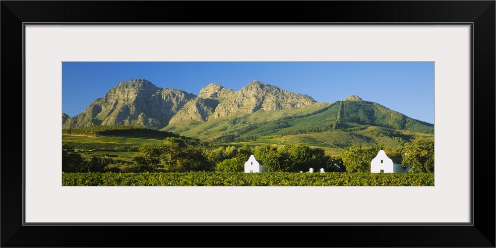 Vineyard in front of mountains, Babylons Torren Wine Estates, Paarl, Western Cape, Cape Town, South Africa