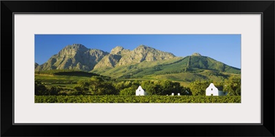 Vineyard in front of mountains, Babylons Torren Wine Estates, Paarl, Western Cape, Cape Town, South Africa