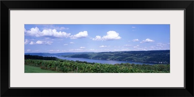 Vineyard Keuka Lake Finger Lakes Region NY