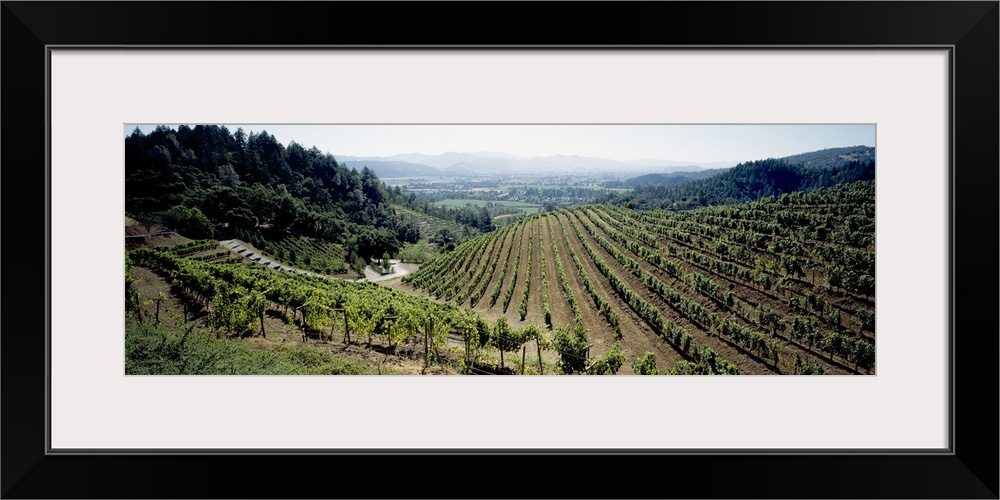 Vineyard, Newton Vineyard, St. Helena, Napa Valley, Napa County, California