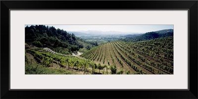 Vineyard, Newton Vineyard, St. Helena, Napa Valley, Napa County, California