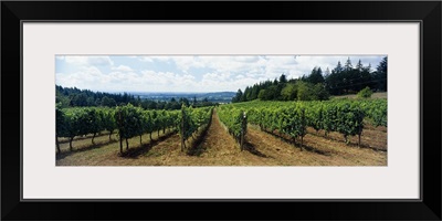 Vineyard on a landscape, Adelsheim Vineyard, Newberg, Willamette Valley, Oregon