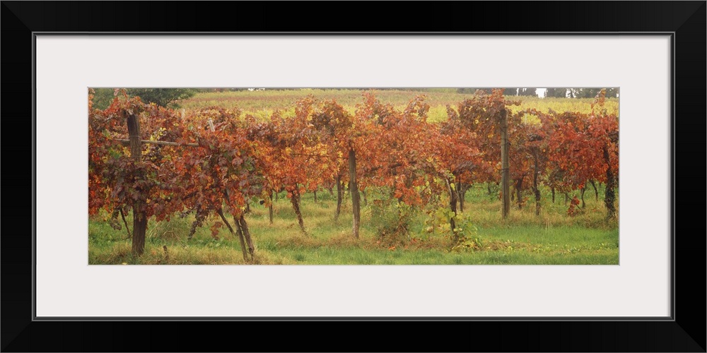 Vineyard on a landscape, Apennines, Emilia-Romagna, Italy