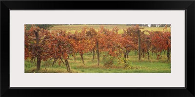 Vineyard on a landscape, Apennines, Emilia-Romagna, Italy