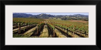 Vineyard on a landscape, Asti, California