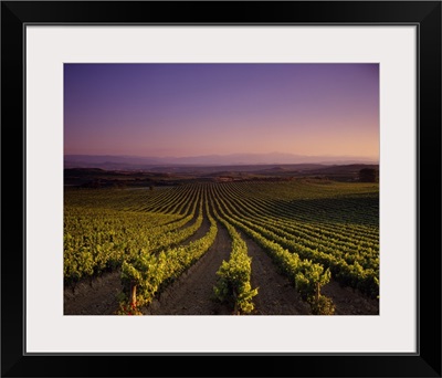 Vineyard on a landscape at dusk, St. Tropez, Provence, Provence-Alpes-Cote Dazur, France