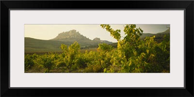 Vineyard on a landscape, La Rioja, Cellorigo, Spain