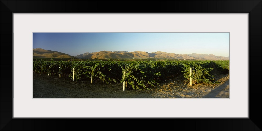 Vineyard on a landscape, Santa Ynez Valley, Santa Barbara County, California