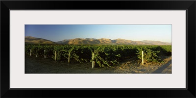 Vineyard on a landscape, Santa Ynez Valley, Santa Barbara County, California