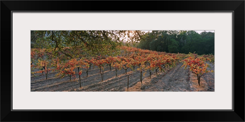 Vineyard on a landscape, Sonoma County, California