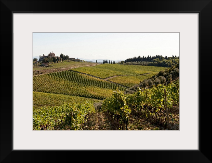 Vineyard, Route 429, Chianti Region, Tuscany, Italy